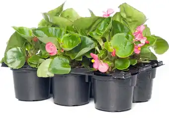 Intratuin Begonia (Begonia semperflorens) D 9 H 10 cm aanbieding