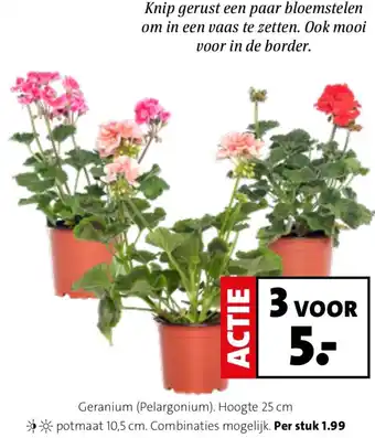 Intratuin Geranium aanbieding