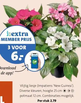 Intratuin Vlijtig liesje aanbieding