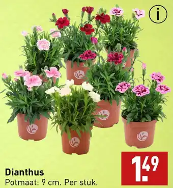 ALDI Dianthus aanbieding