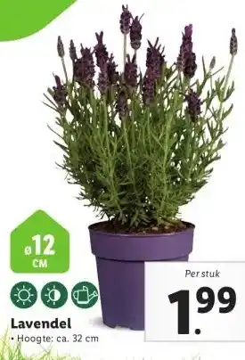 Lidl Lavendel Hoogte: ca. 32 cm aanbieding