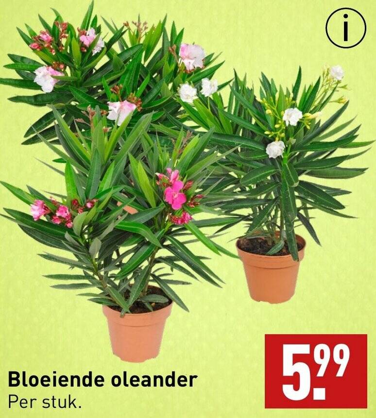 Bloeiende oleander aanbieding bij ALDI