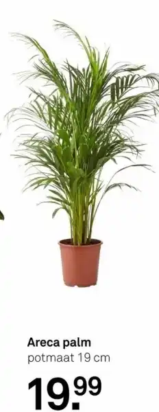 Karwei Areca palm aanbieding