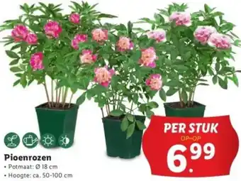 Lidl Pioenrozen aanbieding