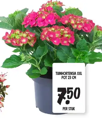 Jumbo TUINHORTENSIA XXL POT 23 CM aanbieding