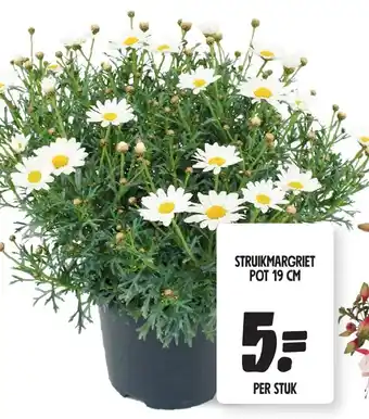 Jumbo STRUIKMARGRIET POT 19 CM aanbieding