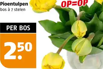 Poiesz Pioentulpen aanbieding