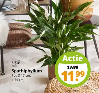 GroenRijk Spathiphyllum aanbieding