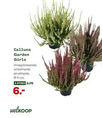 Welkoop Calluna Garden Girls aanbieding