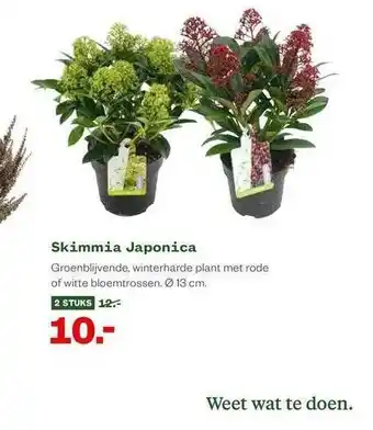 Welkoop Skimmia Japonica aanbieding