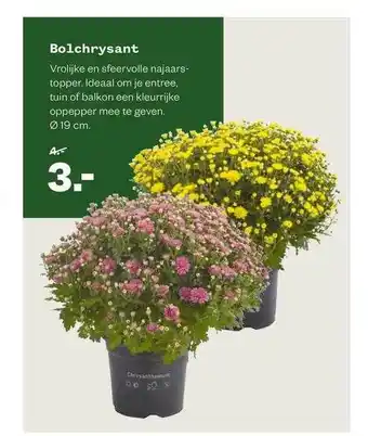 Welkoop Bolchrysant aanbieding