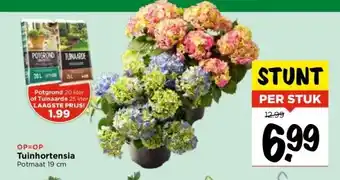 Vomar Voordeelmarkt Tuinhortensia aanbieding