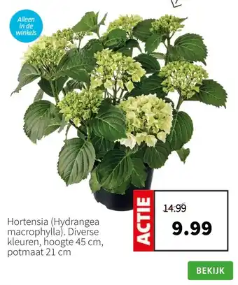 Intratuin Hortensia (Hydrangea macrophylla). Diverse kleuren, hoogte 45 cm, potmaat 21 cm aanbieding