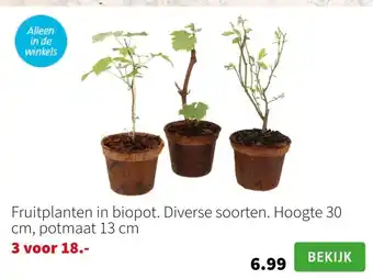 Intratuin Fruitplanten in biopot. Diverse soorten. Hoogte 30 cm, potmaat 13 cm aanbieding