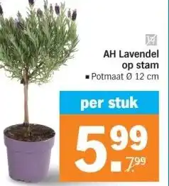 Albert Heijn AH Lavendel op stam aanbieding