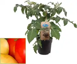Intratuin Tomaat-aardappel (Solanum) D 13 H 30 cm aanbieding