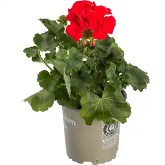 Dekamarkt Geranium aanbieding