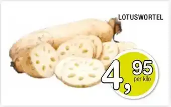 Amazing Oriëntal LOTUSWORTEL aanbieding