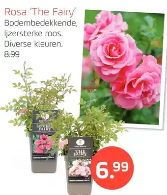 Coppelmans Rosa 'The Fairy' aanbieding