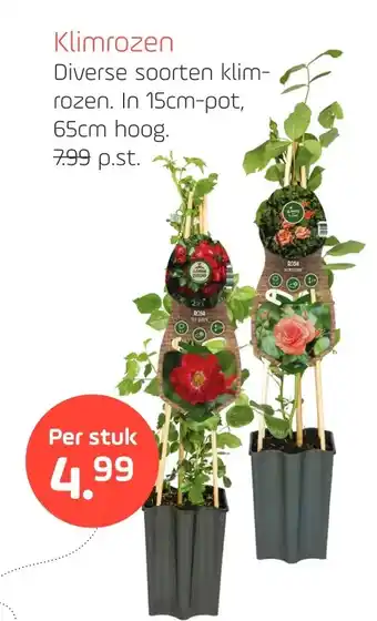 Coppelmans Klimrozen aanbieding