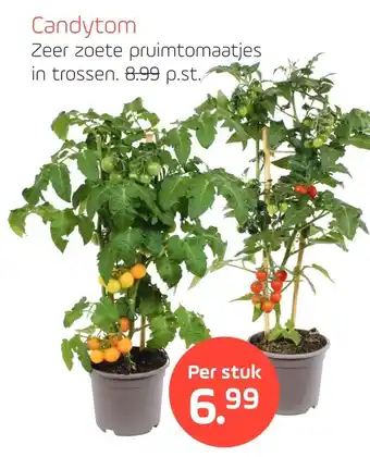 Coppelmans Candytom aanbieding