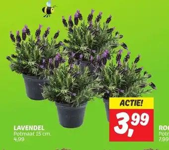 Dekamarkt LAVENDEL aanbieding