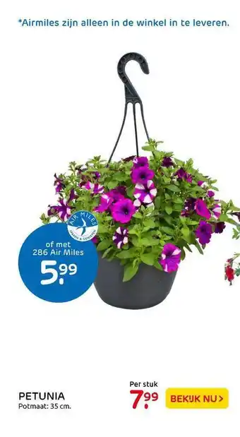 Praxis Tuincentrum Petunia aanbieding