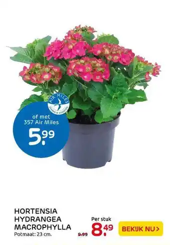 Praxis Tuincentrum Hortensia Hydrangea Macrophylla aanbieding