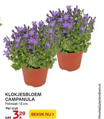 Praxis Tuincentrum Klokjesbloem Campanula aanbieding