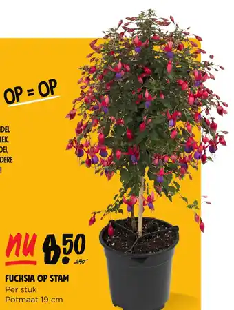 Jumbo FUCHSIA OP STAM Per stuk Potmaat 19 cm aanbieding