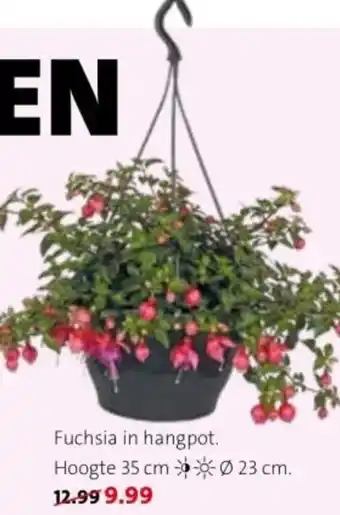 Intratuin Fuchsia in hangpot. aanbieding