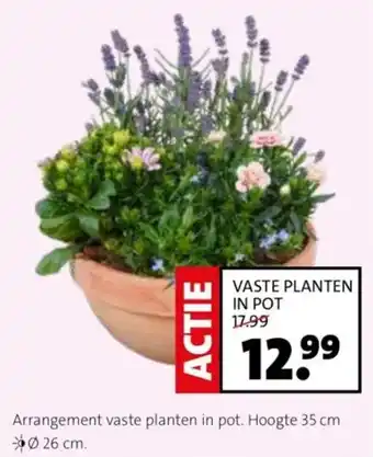 Intratuin Arrangement vaste planten in pot. aanbieding