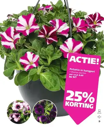 Ranzijn Petunia in hangpot aanbieding