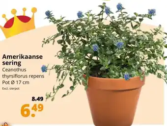 GroenRijk Amerikaanse sering  Ø 17 cm aanbieding