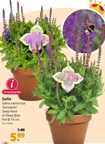 GroenRijk Salie Salvia nemorosa Sensation Deep Rose of Deep Blue 19 cm aanbieding