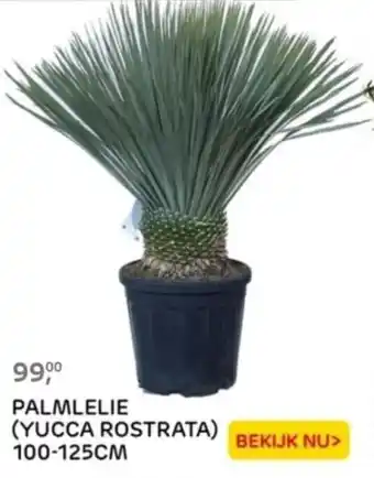 Praxis PALMLELIE (YUCCA ROSTRATA) 100-125cm aanbieding