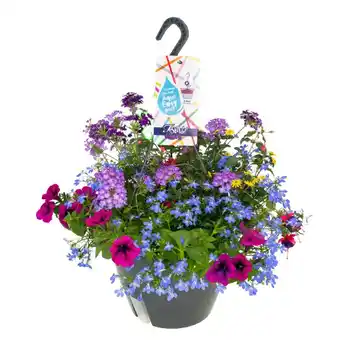 Welkoop Festival Colours Perkplanten mix in hangpot - Eenjarige planten - Diverse kleuren aanbieding