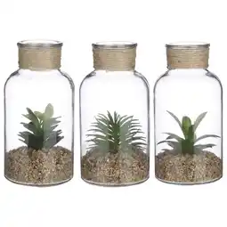 Pets Place Mica Decorations Vetplant In Glazen Pot - Decoratie - Ø10x20 cm Groen 3 Assorti aanbieding