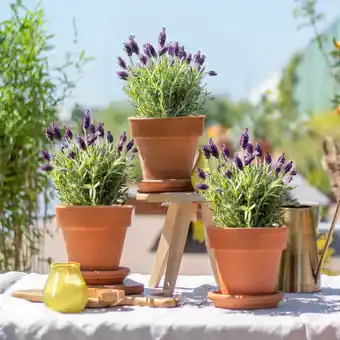 Plantje.nl Lavendel Trio aanbieding