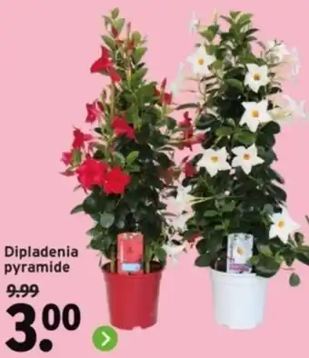 GAMMA Dipladenia pyramide aanbieding