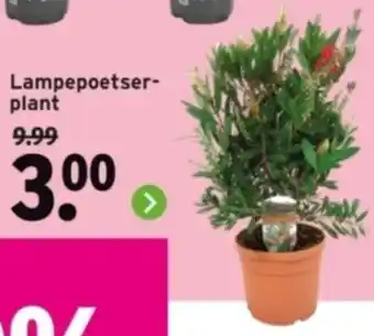 GAMMA Lampepoetserplant aanbieding