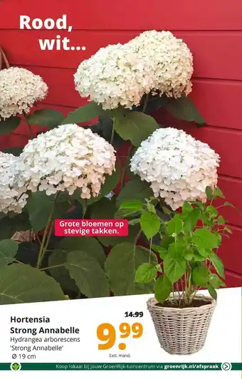 GroenRijk Hortensia Strong Annabelle 19cm aanbieding