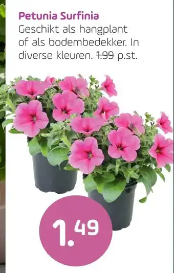 Coppelmans Petunia Surfinia aanbieding