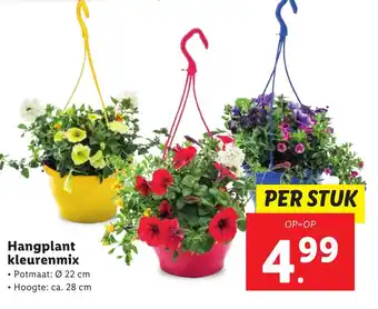 Lidl Hangplant kleurenmix aanbieding