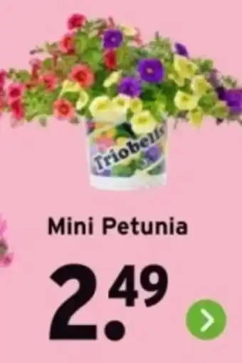 GAMMA Mini Petunia aanbieding