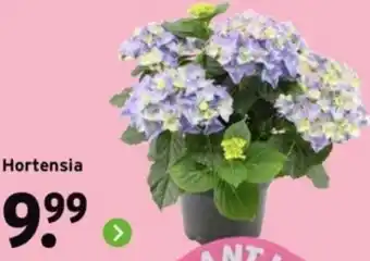 GAMMA Hortensia aanbieding