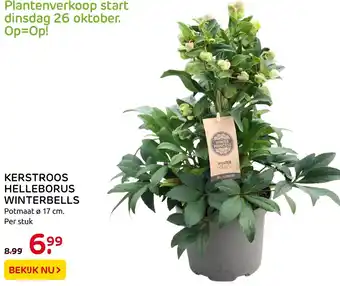 Praxis Kerstroos helleborus winterbells 17 cm aanbieding