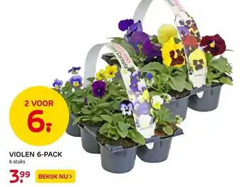 Praxis Violen 6-pack aanbieding