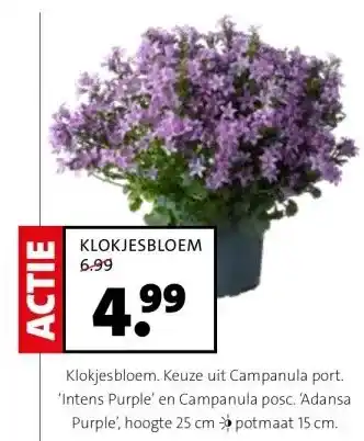 Intratuin KLOKJESBLOEM aanbieding