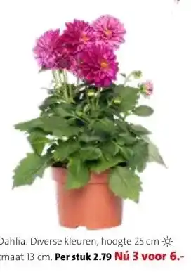 Intratuin Dahlia. aanbieding